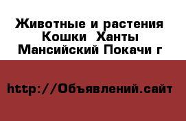 Животные и растения Кошки. Ханты-Мансийский,Покачи г.